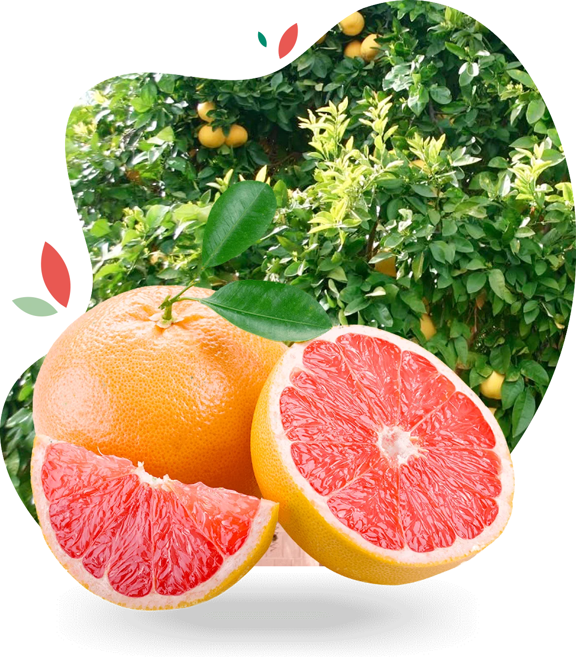 pomelos